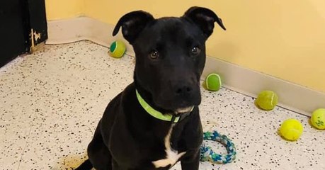 Tierarzt schläfert Welpen ein: Dann passiert ein Wunder