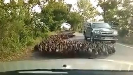 Des centaines de canards sèment la panique et envahissent toute une rue