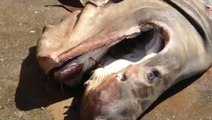 Un requin pèlerin de 5 mètres s'échoue en Bretagne