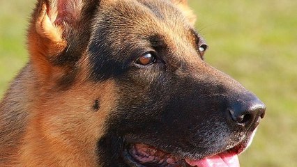 Détecter le cancer de la prostate : l'odorat des chiens, une arme fiable à 98%