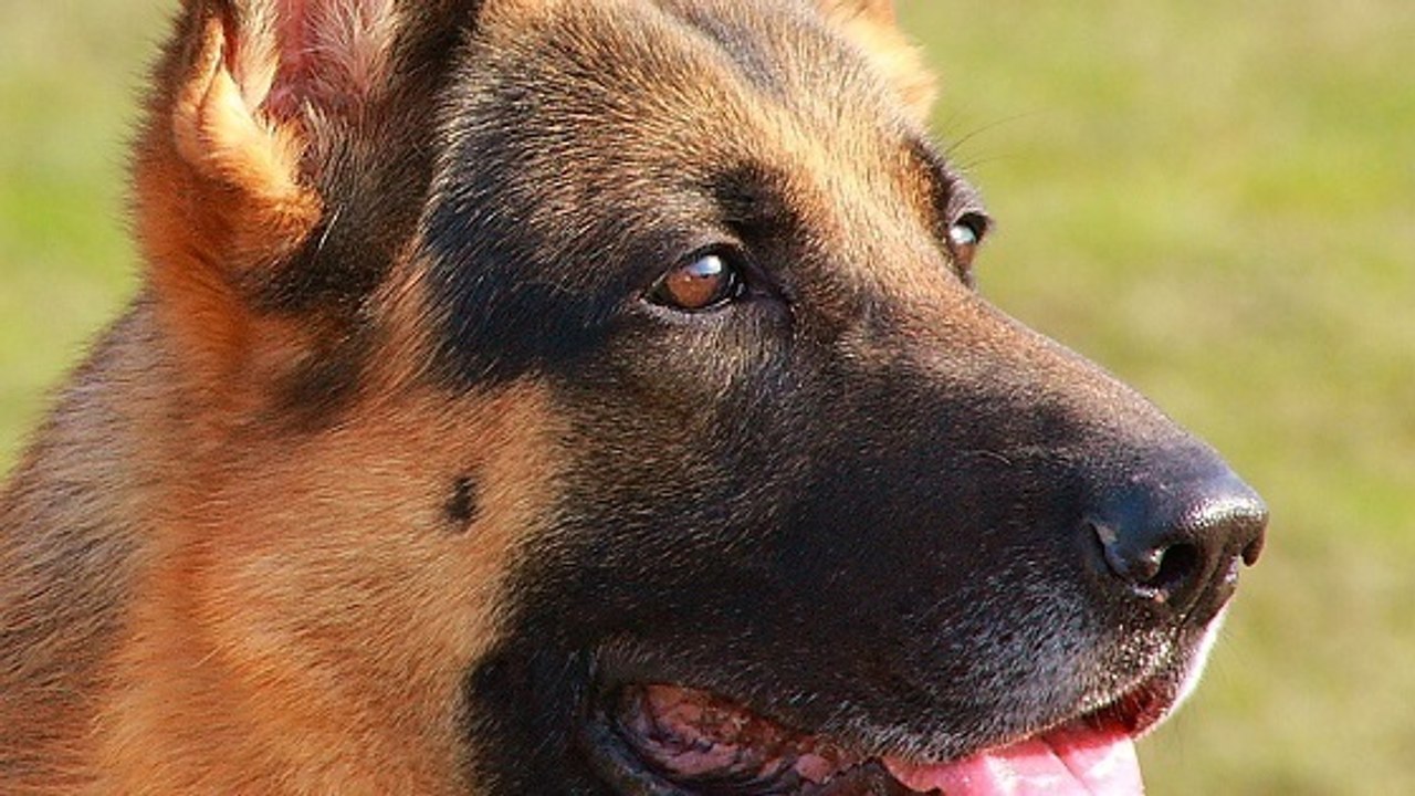 Détecter le cancer de la prostate : l'odorat des chiens, une arme fiable à 98%