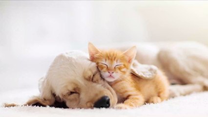 Is Your Pet Damaging The Environment? The Answer May Surprise You...