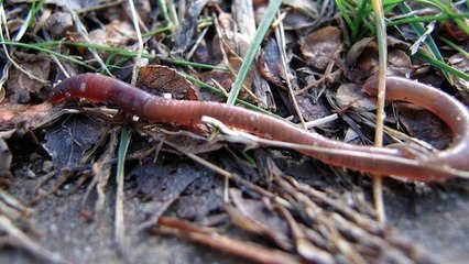 Un ver de terre coupé en deux donne-t-il naissance à deux vers ?