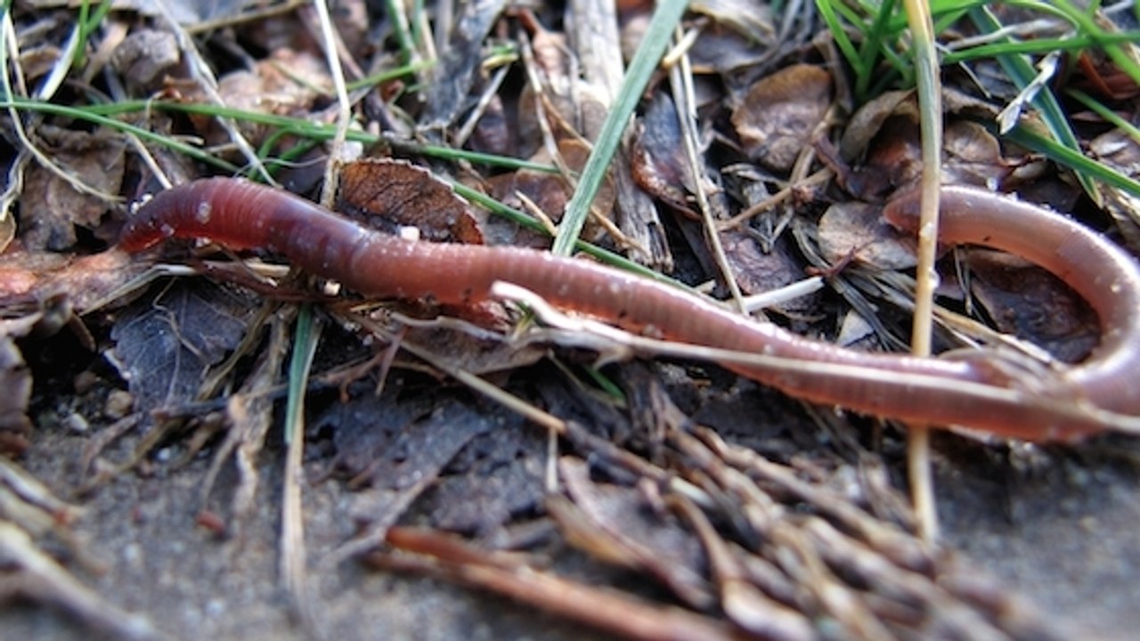 Un ver de terre coupé en deux donne-t-il naissance à deux vers ?