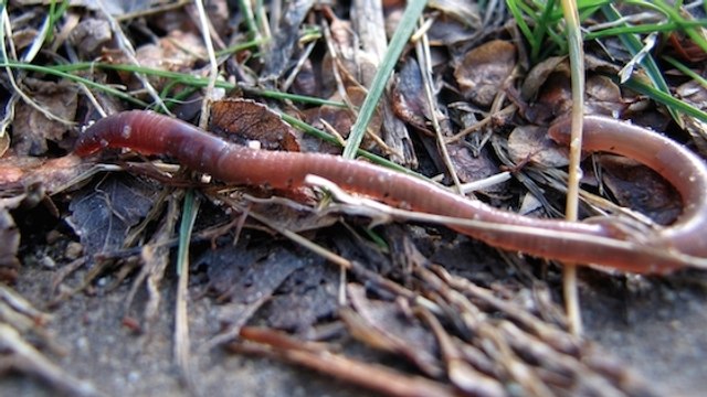 Un ver de terre coupé en deux donne-t-il naissance à deux vers ?