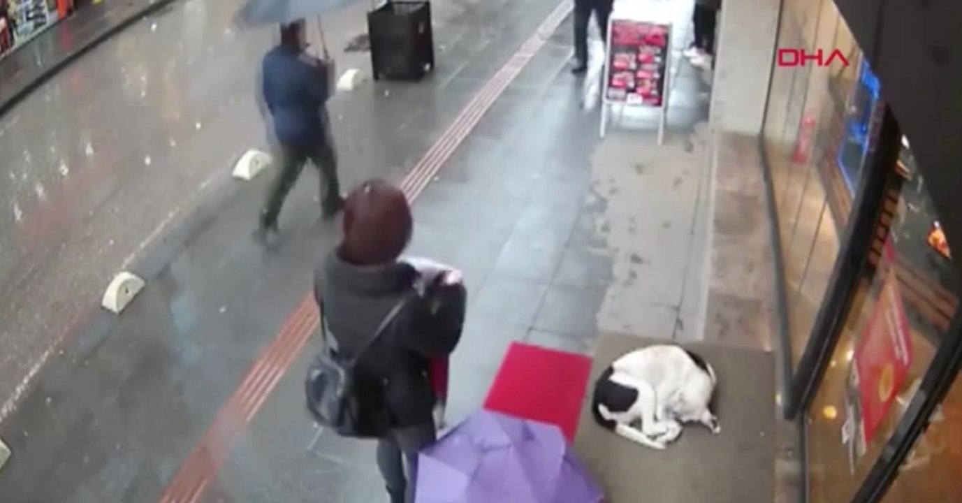 Keiner interessiert sich für den Straßenhund: Nur eine Frau zeigt Mitgefühl