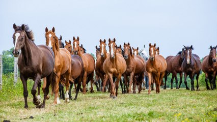 Welche Pferderasse passt zu deinem Sternzeichen?