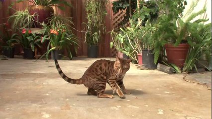 Das ist die jüngste Katzenrasse der Welt
