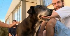 Hund wird aus berührendem Grund in Uni-Abschlusszeremonie geehrt