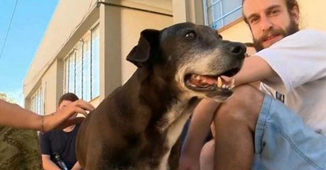 Hund wird aus berührendem Grund in Uni-Abschlusszeremonie geehrt