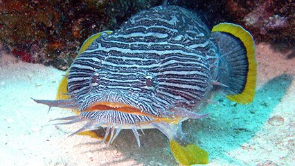 Entdeckung im Tierreich: Beim Froschfisch gibt es das dritte Geschlecht