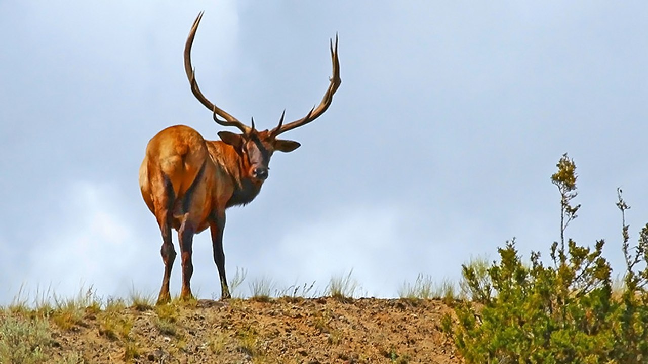 Elch fällt von hoher Klippe ins Wasser: Touristen filmen entgeistert die Folge