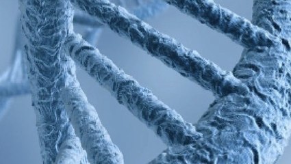 Yéti : l'ADN va t-il permettre de résoudre le mystère de l'abominable homme des neiges ?