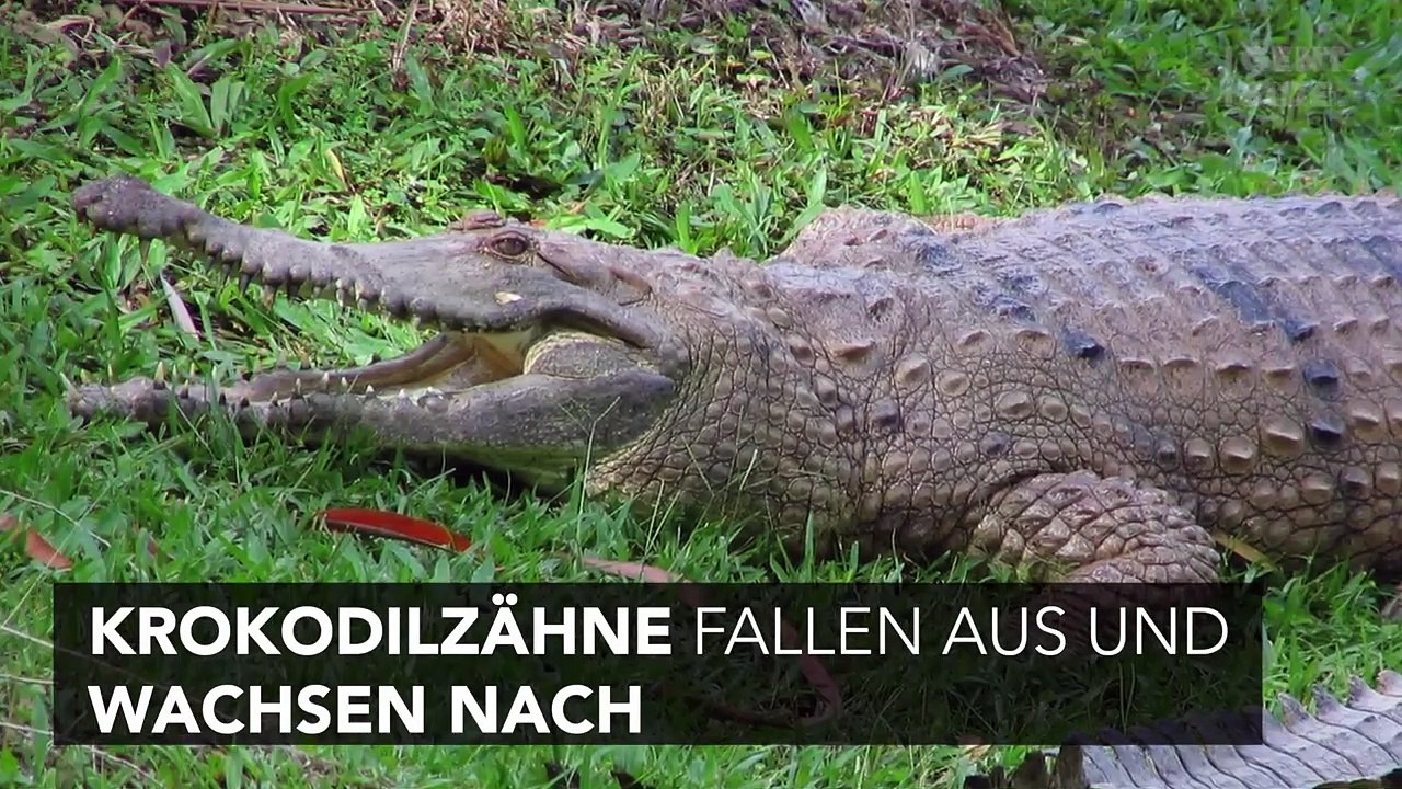 Zahnpflege: Diese Eigenschaft von Krokodilzähnen könnte die Zahnmedizin revolutionieren