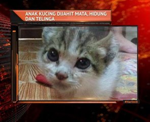 Anak kucing jahit mata, hidung dan telinga