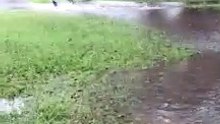 Frankie the dog enjoys heavy rainfall in Stroud, NSW | March 3, 2022 | Port Stephens Examiner