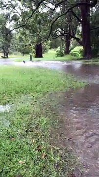 Frankie the dog enjoys heavy rainfall in Stroud, NSW | March 3, 2022 | Port Stephens Examiner