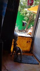 Puppy Sabotages Escape Attempt