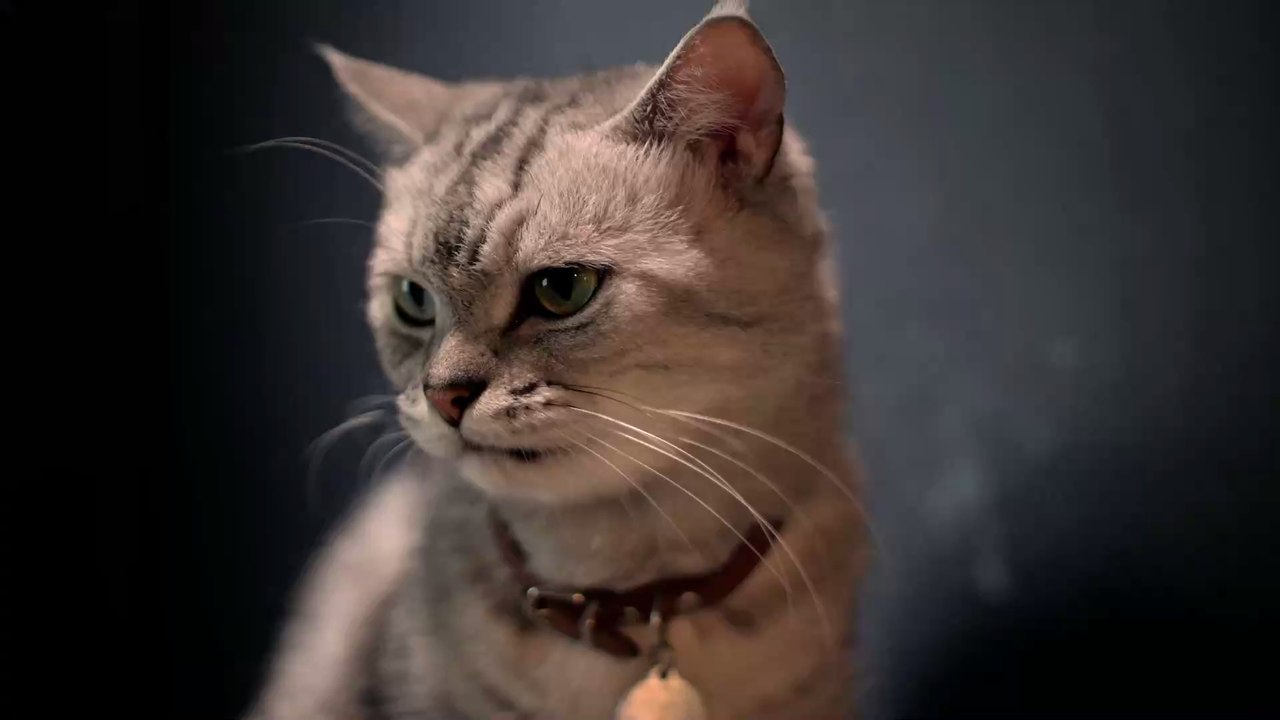4 Things You Should Never Do To Your Cat