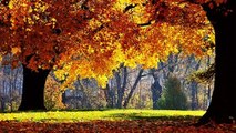 Pourquoi les feuilles des arbres changent-elles de couleur en automne ?