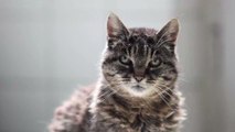 19-jährige Katze verirrt sich im Wald, doch die Besitzer reagieren völlig unerwartet