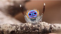 Les maratus, des araignées qui ont le rythme dans la peau