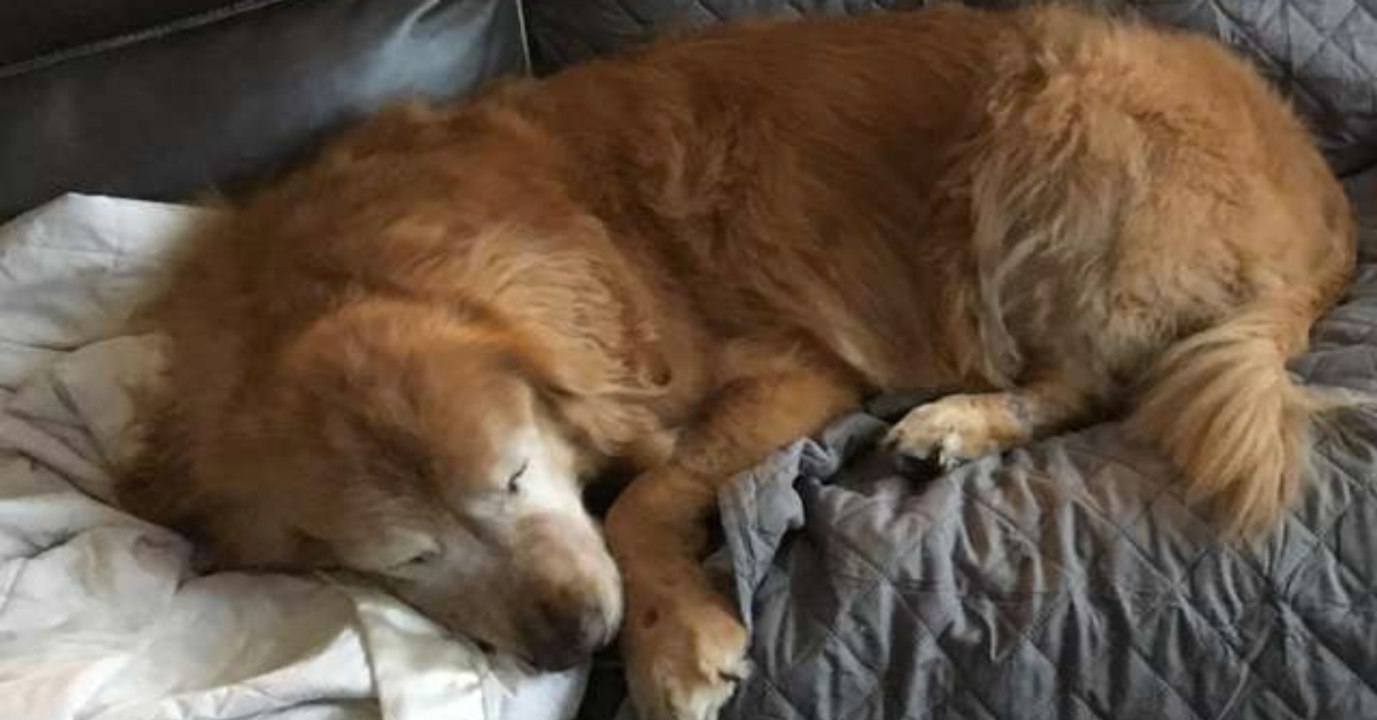 Blinder Hund verliert seinen Lebenswillen, bis jemand Bestimmtes in sein Leben tritt