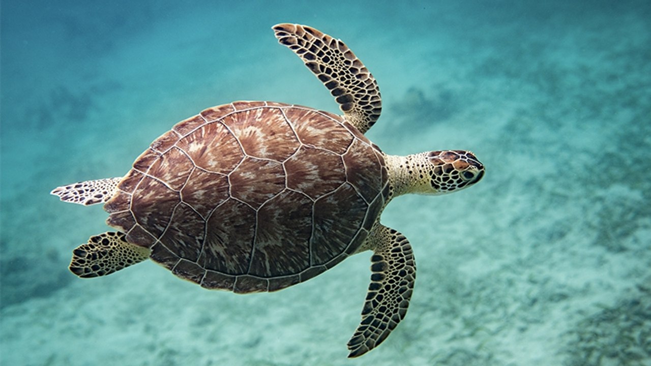 Trauriges Schauspiel: Die Meeresschildkröte will ausgerechnet hier Eier ablegen