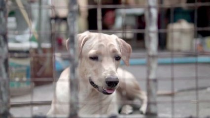 This pregnant dog was unable to give birth, then the vet revealed why