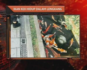 Ikan koi hidup dalam longkang