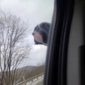 Boxer Pup Loves Riding with His Head Out of the Car