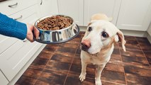 Familie bemerkt, dass ihr Hund immer genau die Hälfte des Napfes übrig lässt