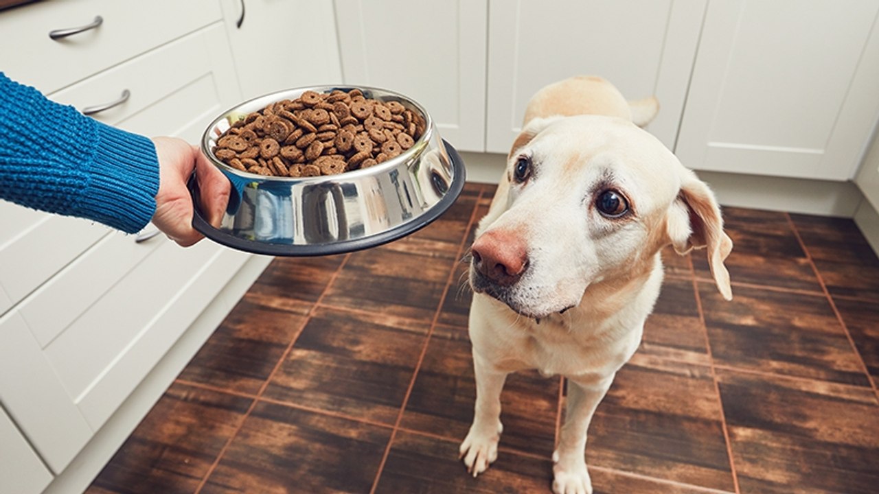 Familie bemerkt, dass ihr Hund immer genau die Hälfte des Napfes übrig lässt