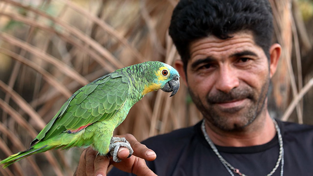 Papagei wird angeschossen, von einer Schlange gebissen, entführt - und überlebt!