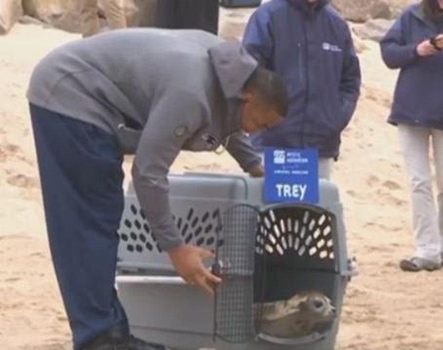 Seal named after Patriots player re-released into wild