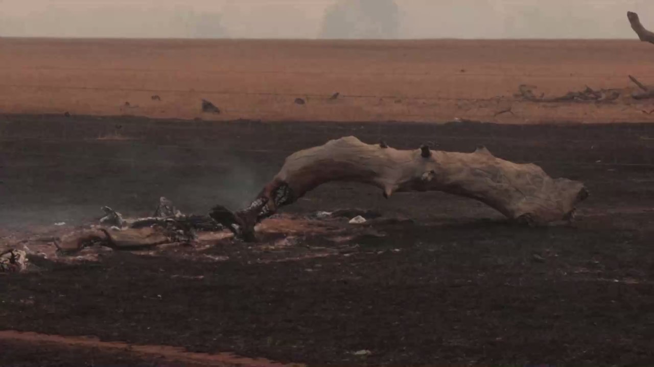 Aborigines kennen sie schon lange: 'Feuervögel' vergrößern die Buschbrände