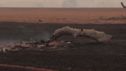 Aborigines kennen sie schon lange: "Feuervögel" vergrößern die Buschbrände