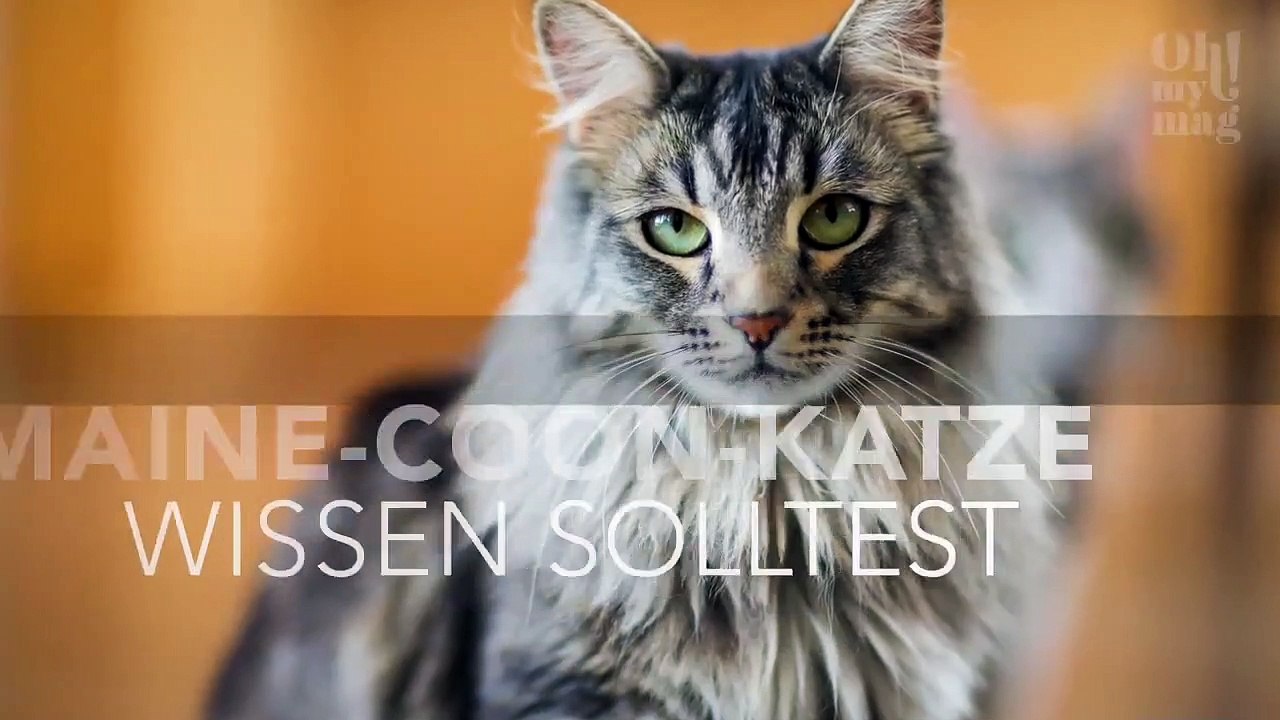 Schnurrtherapie: Das hast du über die Maine-Coon-Katze noch nicht gewusst!
