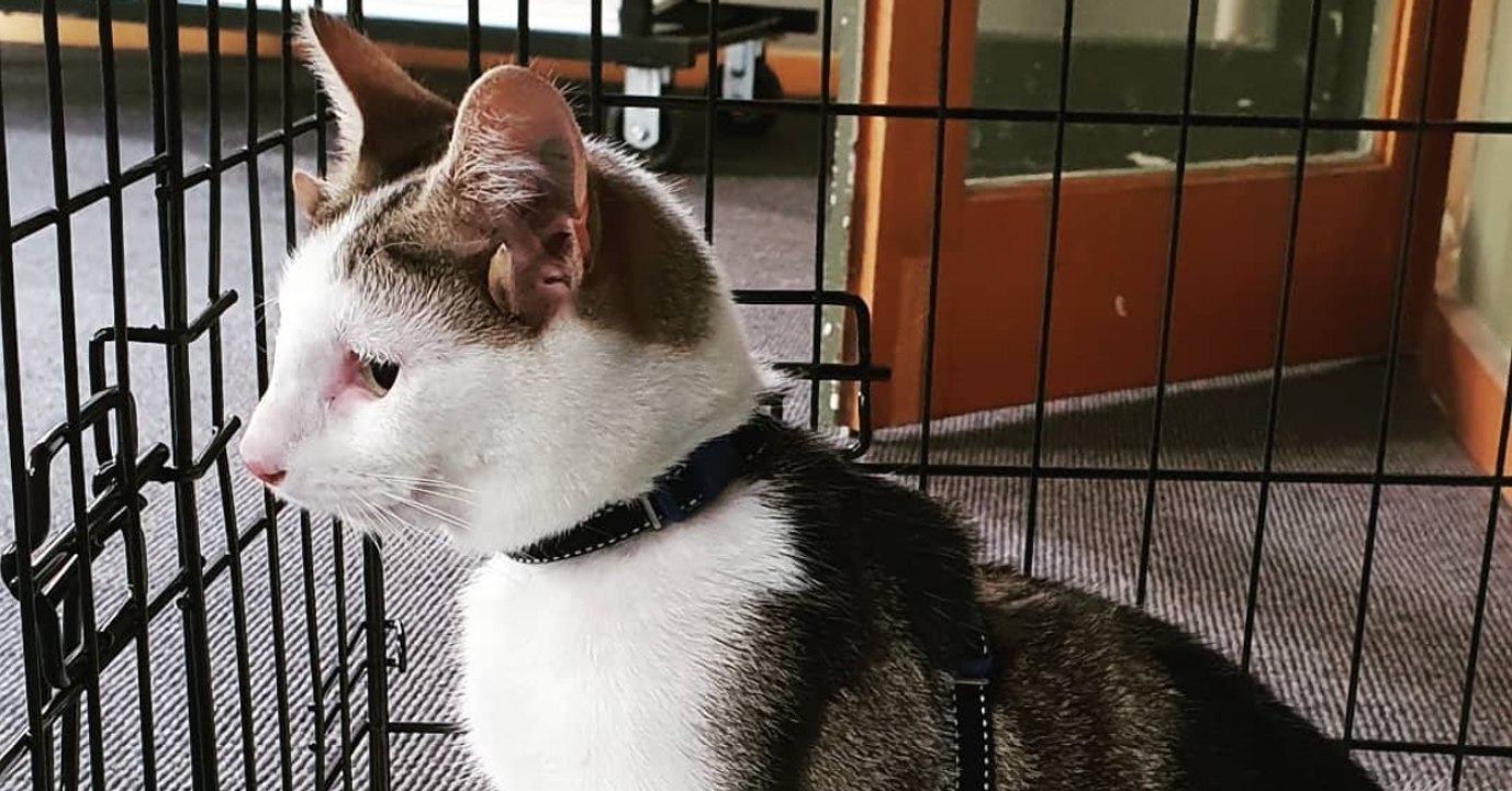 So kam es, dass der Kater mit vier Ohren nur noch ein Auge hat