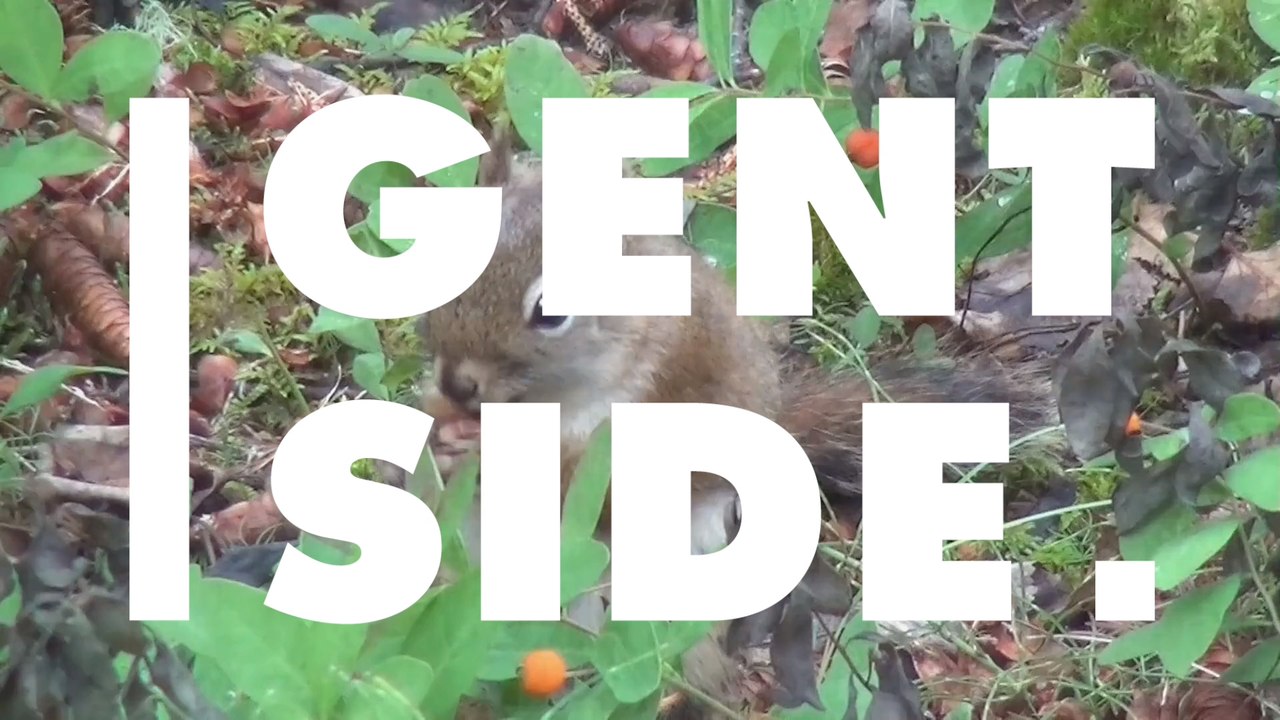 Zutraulicher Hirsch: Jäger finden Schreckliches in seinem Magen