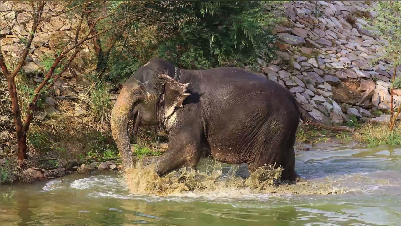 Trauriger Tod: Elefant stirbt, nachdem er eine mit Sprengstoff gefüllte Frucht gefressen hat