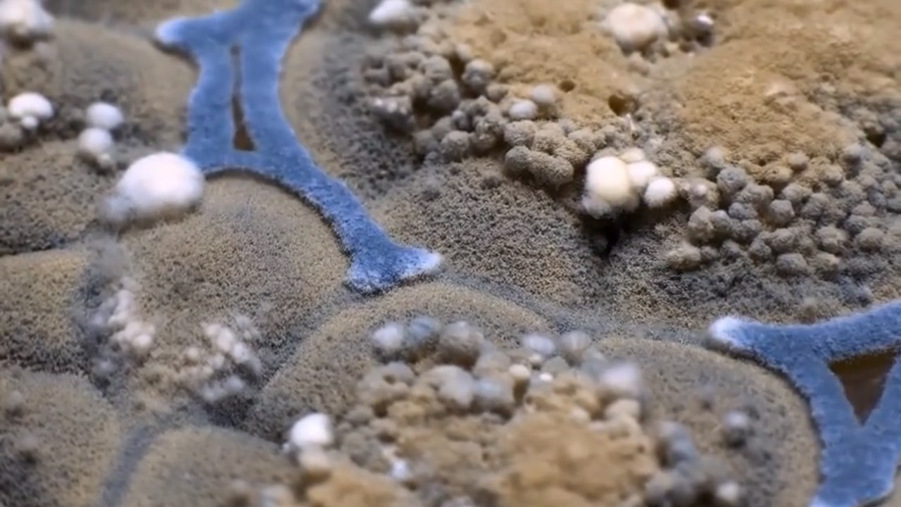 Vidéo : Ce time-lapse surprenant va vous faire changer d'avis sur la moisissure