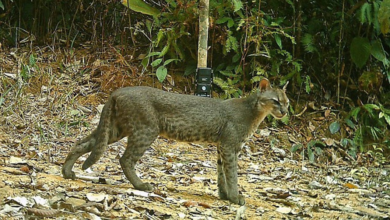 Ouganda : Un chat sauvage rarissime filmé pour la première fois chassant des singes