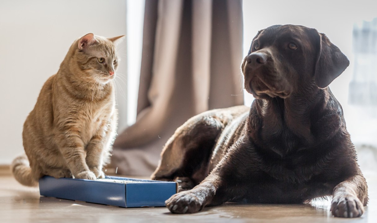 Haustiere: So funktioniert das Zusammenleben von Hund und Katze