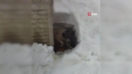 Son dakika haberi: Yavru köpekler ölüme terk edildi