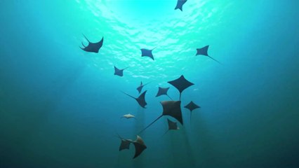 Meet Inspector Clouseau, the adorable manta ray with a name to match