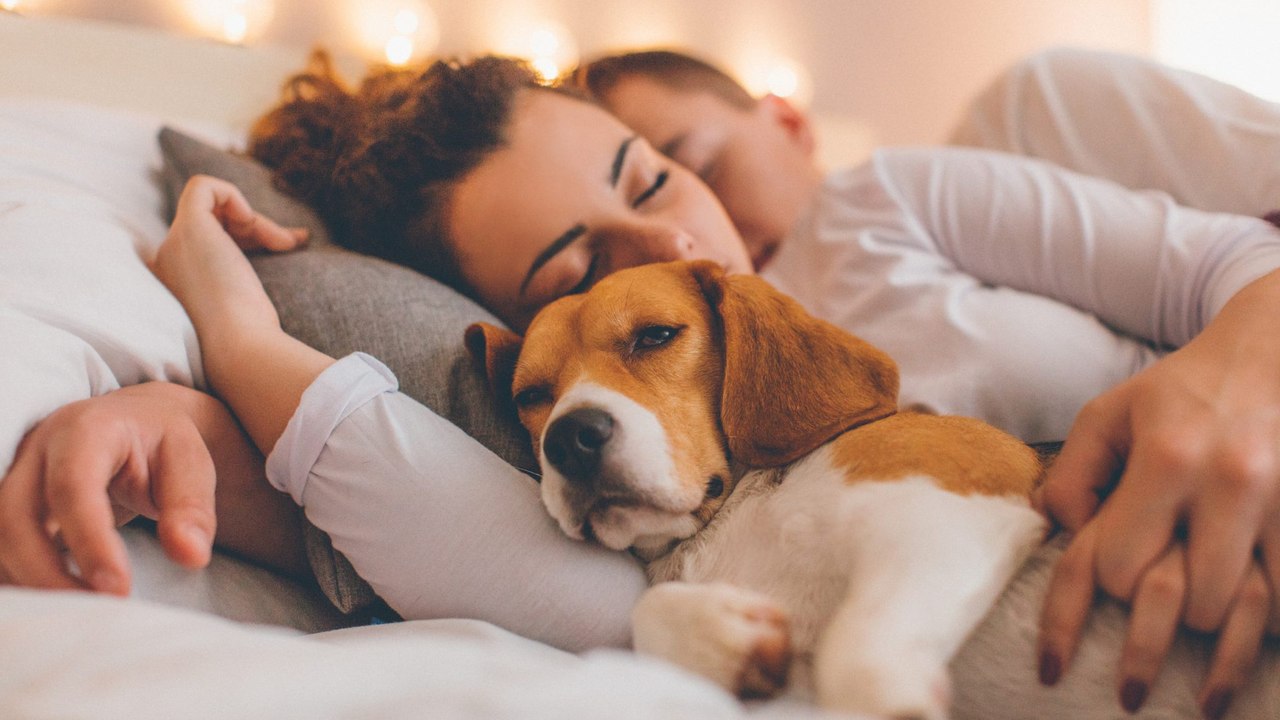 Effektiver als eine Schlaftablette: Darum schlafen wir neben Hunden am besten