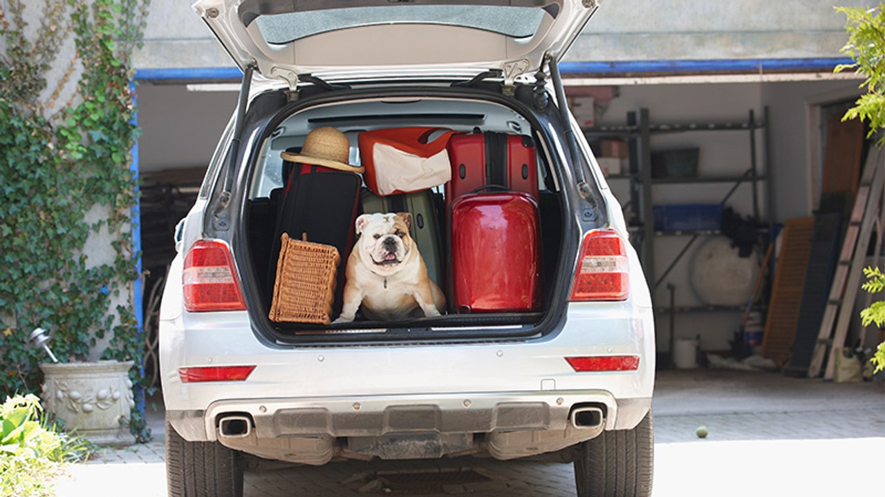 Wohin mit dem Haustier, während man im Urlaub ist?