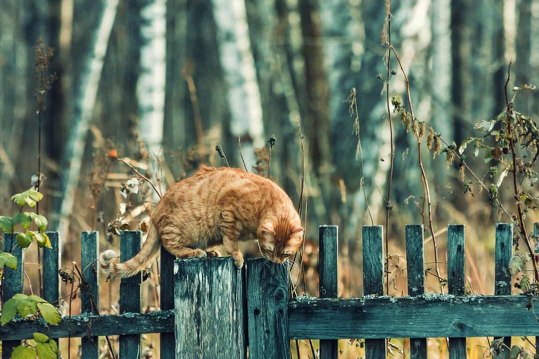 Entdeckung: Eine neue Katzenrasse wurde in der Wildnis entdeckt