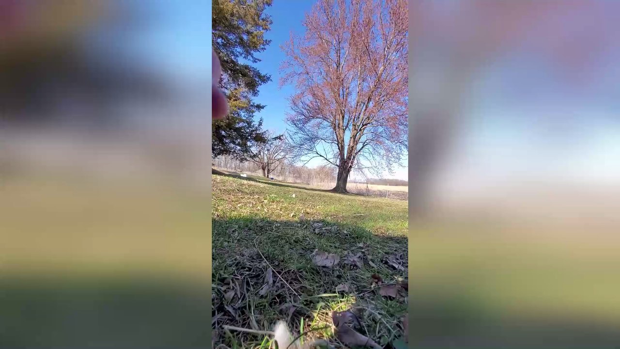 This Cheeky Fox Will Leave You in Stitches as She Steals a Woman's Phone